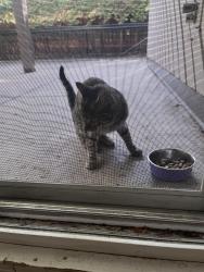 Found/Stray Female Cat last seen Shoppers drug mart on Cambie , Vancouver, BC V5Z 2W4
