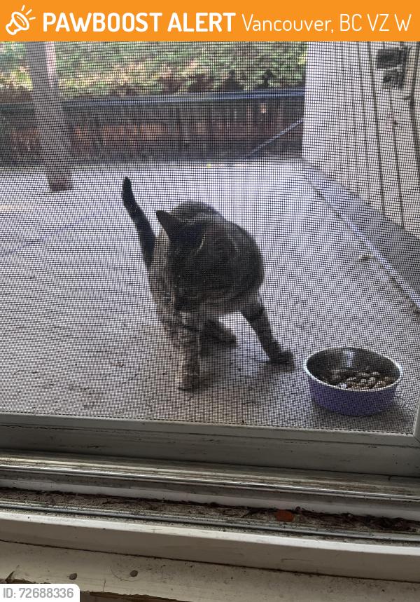 Found/Stray Female Cat last seen Shoppers drug mart on Cambie , Vancouver, BC V5Z 2W4