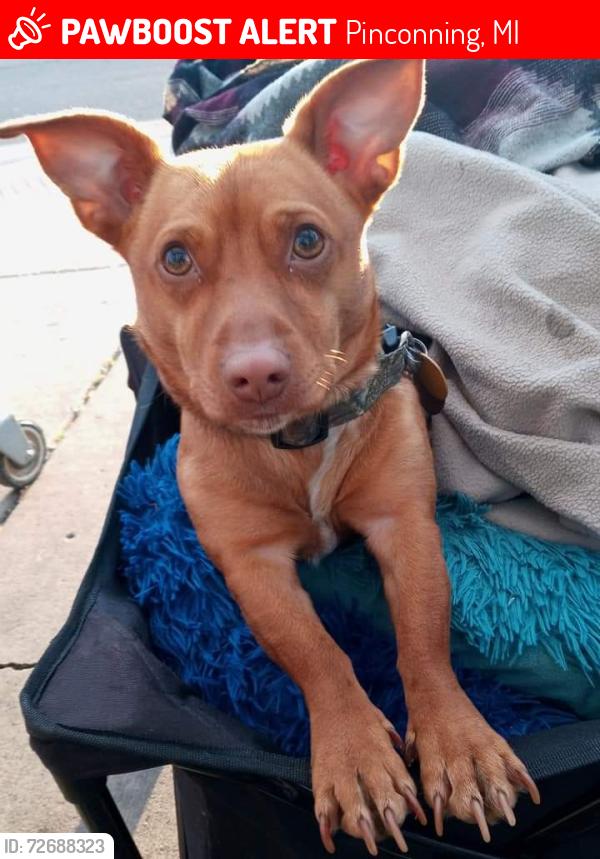 Lost Male Dog last seen Pinconning, Pinconning, MI 48650