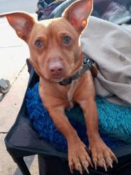 Lost Male Dog last seen Pinconning, Pinconning, MI 48650