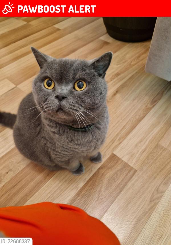 Lost Male Cat last seen Withington Road , Greater Manchester, England M16 8JP