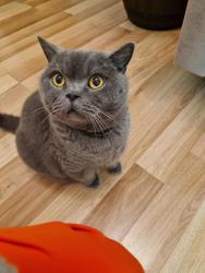 Lost Male Cat last seen Withington Road , Greater Manchester, England M16 8JP