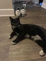 Found/Stray Unknown Cat last seen Building n and building o, Thornton, CO 80229