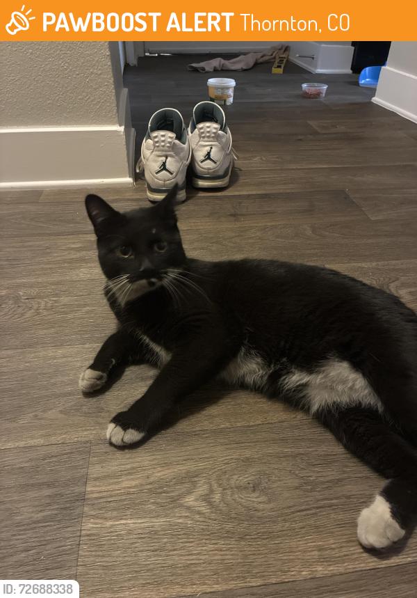 Found/Stray Unknown Cat last seen Building n and building o, Thornton, CO 80229