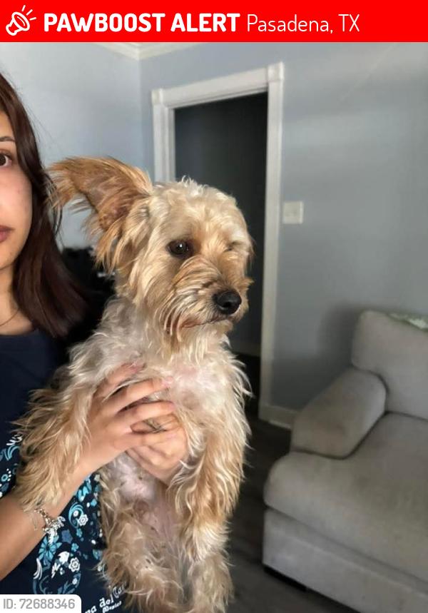 Lost Male Dog last seen Near miami rd, Pasadena, TX 77502