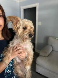Lost Male Dog last seen Near miami rd, Pasadena, TX 77502