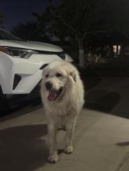 Found/Stray Unknown Dog last seen Linn and Monroe, Sunrise Manor, NV 89110