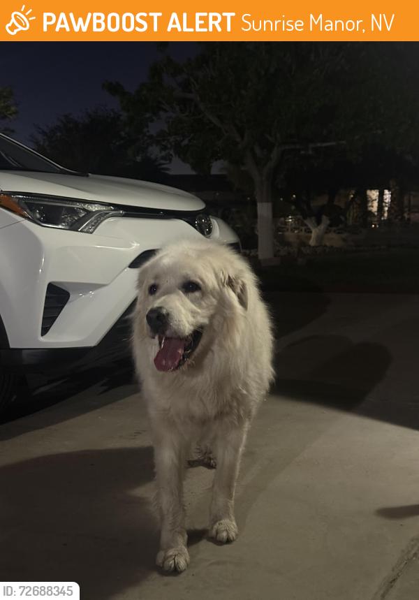 Found/Stray Unknown Dog last seen Linn and Monroe, Sunrise Manor, NV 89110