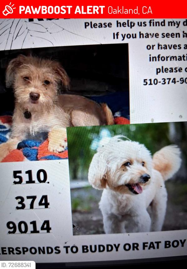 Lost Male Dog last seen 9th pine Street Oaklland ca , Oakland, CA 94607