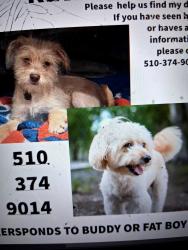 Lost Male Dog last seen 9th pine Street Oaklland ca , Oakland, CA 94607