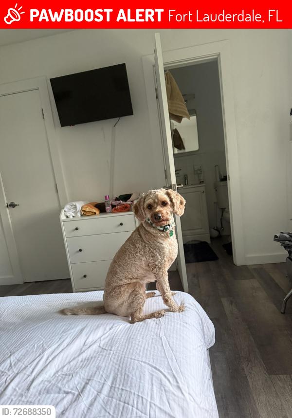 Lost Female Dog last seen Ne 23rd street, Fort Lauderdale, FL 33305