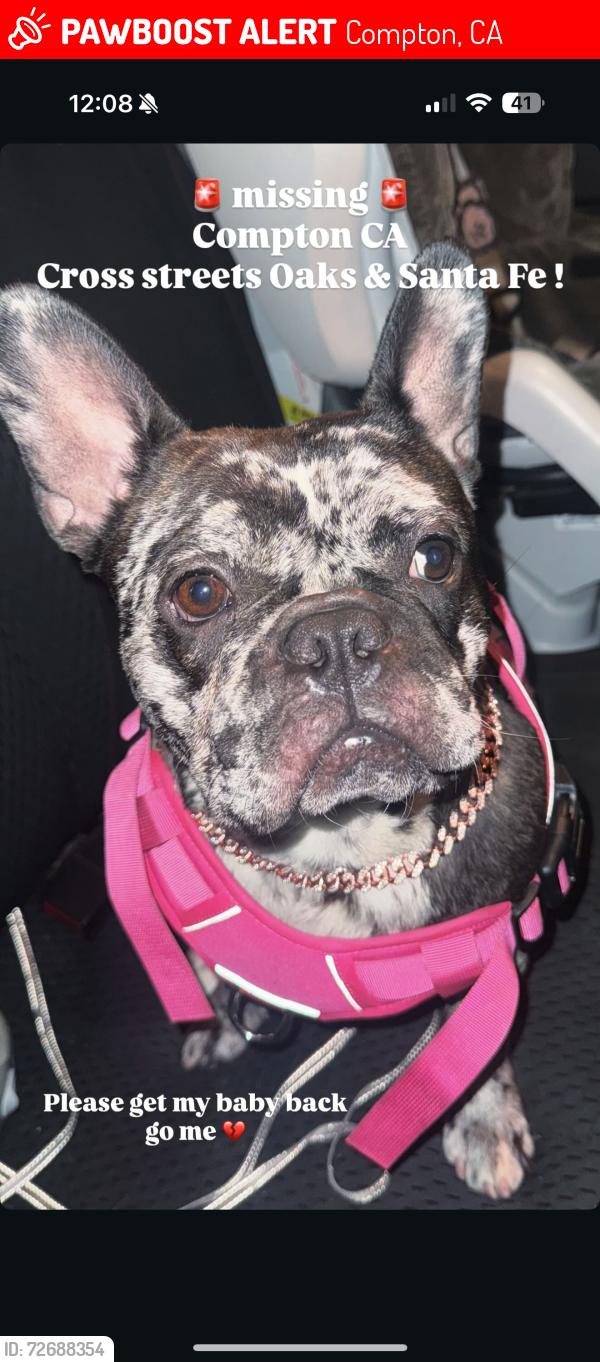 Lost Female Dog last seen Oaks amd Santa Fe or Alameda, Compton, CA 90221