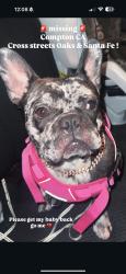 Lost Female Dog last seen Oaks amd Santa Fe or Alameda, Compton, CA 90221