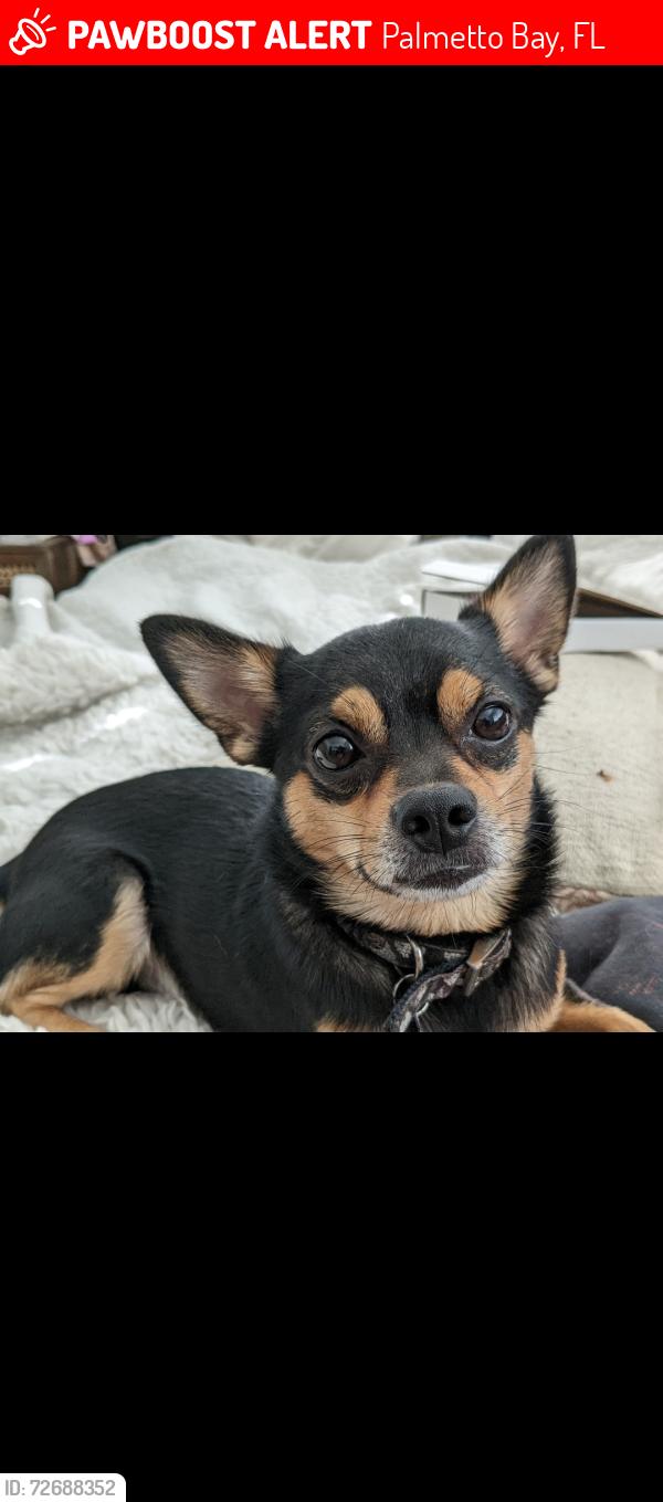 Lost Male Dog last seen 178TH STREET and 94Ave Palmetto Bay, FL 33157, Palmetto Bay, FL 33157