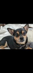 Lost Male Dog last seen 178TH STREET and 94Ave Palmetto Bay, FL 33157, Palmetto Bay, FL 33157