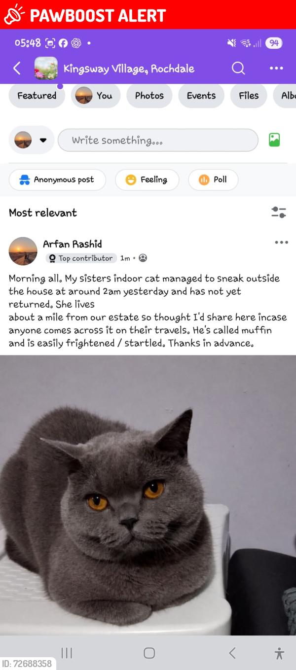 Lost Male Cat last seen Hereford street , Greater Manchester, England OL11