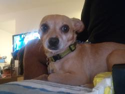 Lost Male Dog last seen Woodlawn ave and g st, Chula Vista, CA 91910