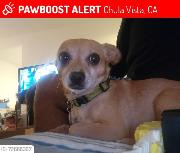 Lost Male Dog last seen Woodlawn ave and g st, Chula Vista, CA 91910