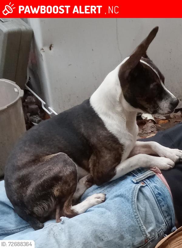 Lost Male Dog last seen In the mountains of North Carolina , Apex, NC 27523