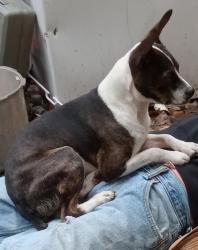 Lost Male Dog last seen In the mountains of North Carolina , Apex, NC 27523