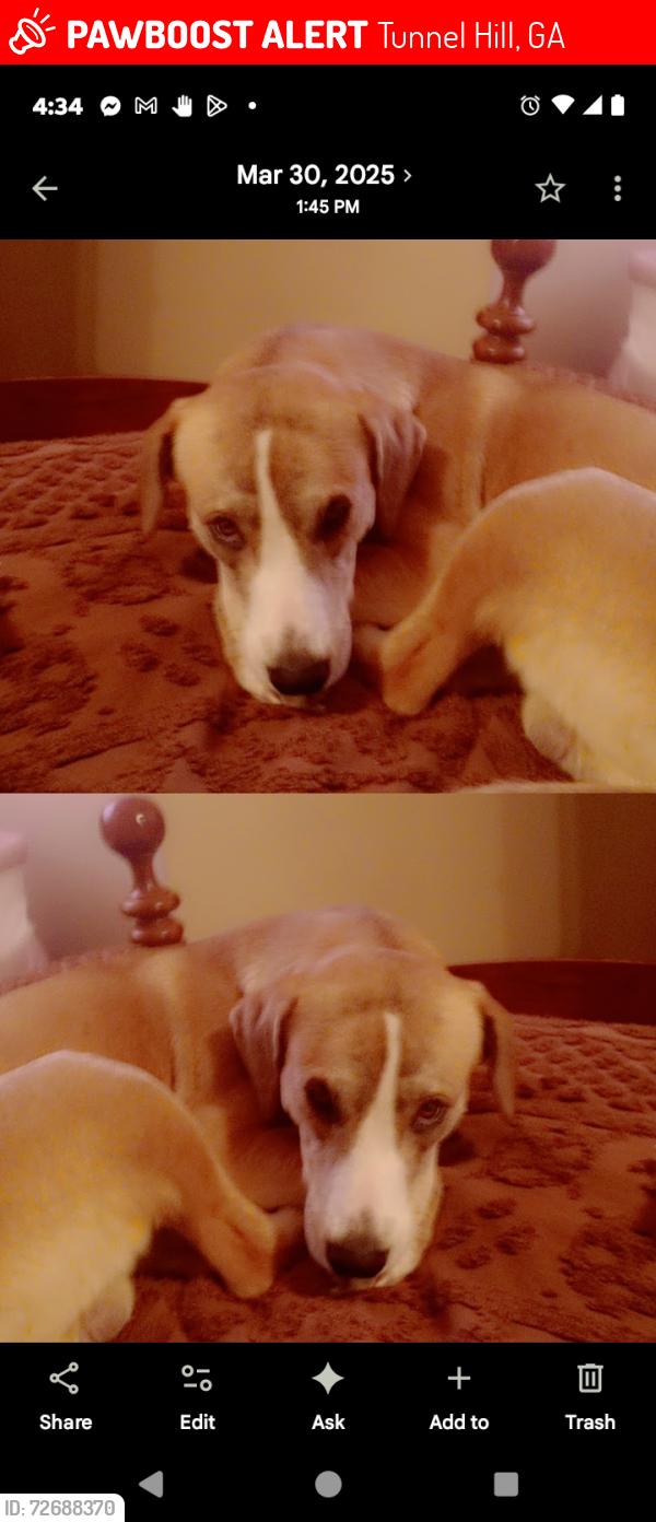 Lost Male Dog last seen Reed rd and yardley , Tunnel Hill, GA 30755