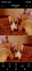 Lost Male Dog last seen Reed rd and yardley , Tunnel Hill, GA 30755