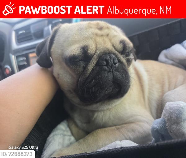 Lost Male Dog last seen Wyoming n central, general Arnold is the next street up, Albuquerque, NM 87123