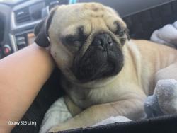 Lost Male Dog last seen Wyoming n central, general Arnold is the next street up, Albuquerque, NM 87123