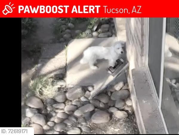 Lost Male Dog last seen Prince and Campbell at the  Tucson Racket Club, Tucson, AZ 85716