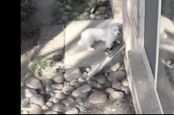 Lost Male Dog last seen Prince and Campbell at the  Tucson Racket Club, Tucson, AZ 85716