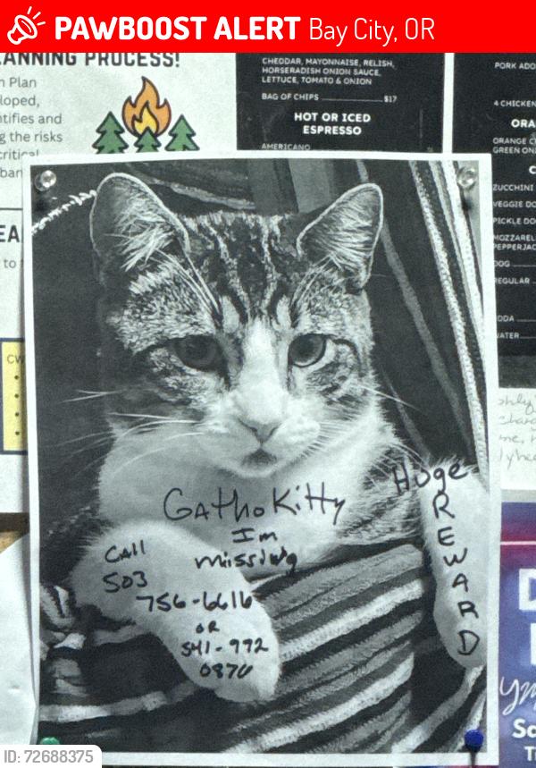 Lost Male Cat last seen 18th / danial, Bay City, OR 97107
