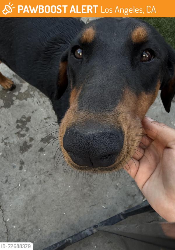 Found/Stray Female Dog last seen Gavillan , Los Angeles, CA 90011