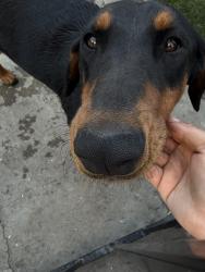 Found/Stray Female Dog last seen Gavillan , Los Angeles, CA 90011