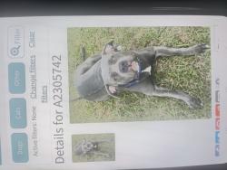 Lost Female Dog last seen NW 19th st, Fort Lauderdale, FL 33311