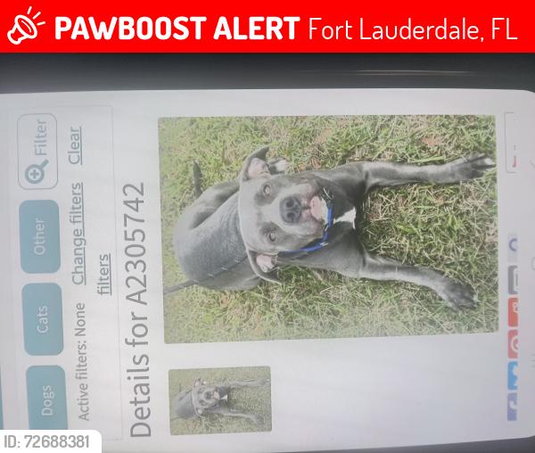 Lost Female Dog last seen NW 19th st, Fort Lauderdale, FL 33311