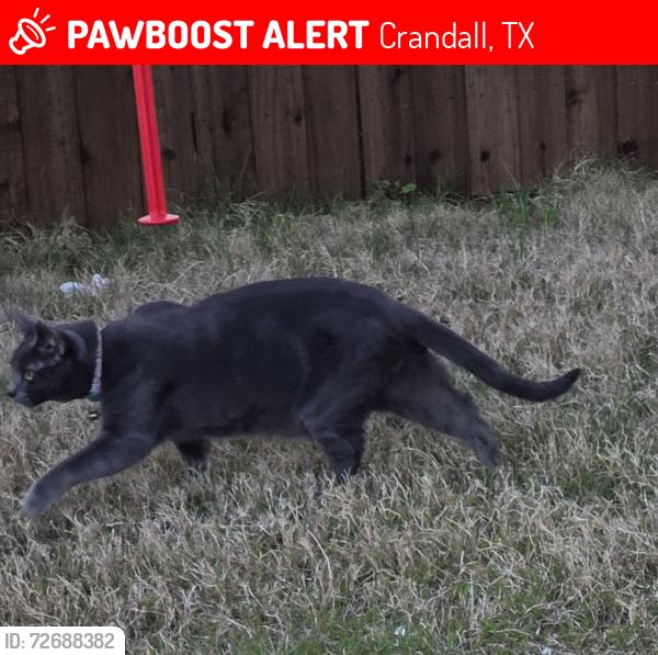 Lost Female Cat last seen Near highway @ cartwright ranch pkwy, Crandall, TX 75114