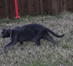 Lost Female Cat last seen Near highway @ cartwright ranch pkwy, Crandall, TX 75114
