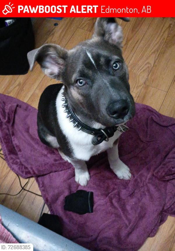 Lost Male Dog last seen Westmount , Edmonton, AB 