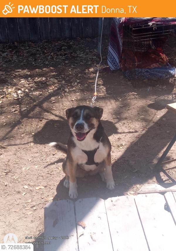 Found/Stray Female Dog last seen Near w business hwy 83 Donna, texas, Donna, TX 78537