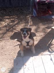 Found/Stray Female Dog last seen Near w business hwy 83 Donna, texas, Donna, TX 78537