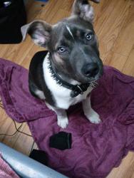 Lost Male Dog last seen Westmount mall Edmonton Alberta , Edmonton, AB 