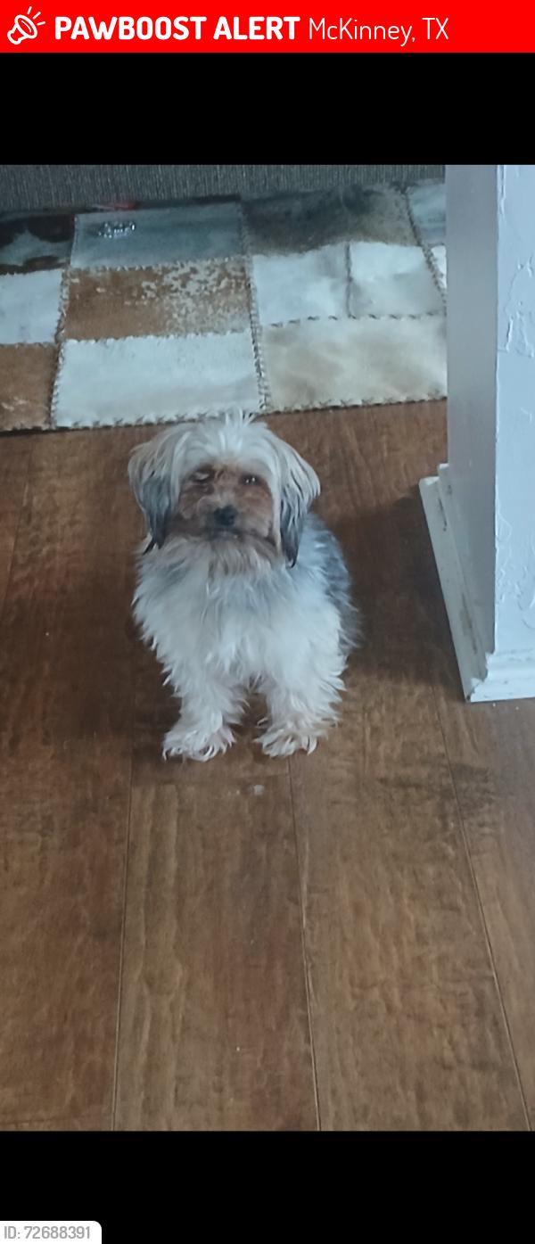 Lost Male Dog last seen Avery Ln and Legend , McKinney, TX 75070