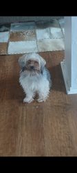 Lost Male Dog last seen Avery Ln and Legend , McKinney, TX 75070