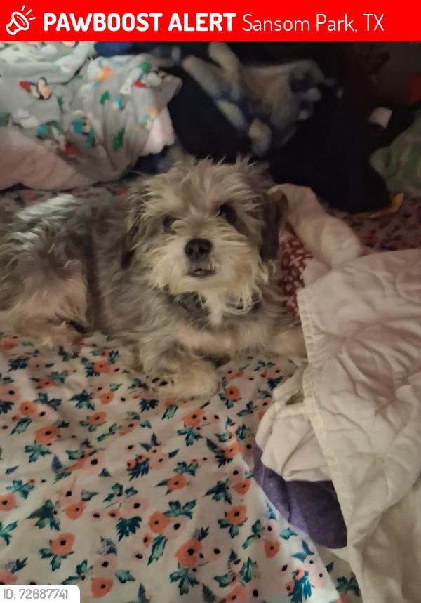 Lost Male Dog last seen Yeary st, Sansom Park, TX 76114