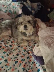 Lost Male Dog last seen Yeary st, Sansom Park, TX 76114