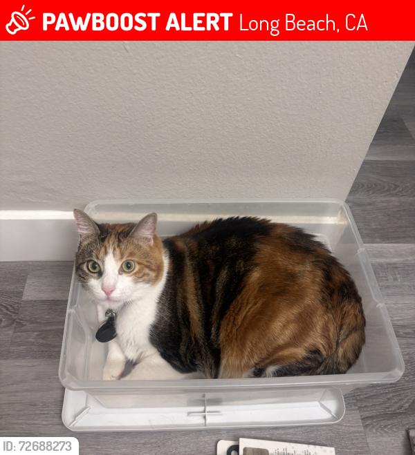 Lost Female Cat last seen Ximeno and PCH, Long Beach, CA 90804
