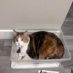 Lost Female Cat last seen Ximeno and PCH, Long Beach, CA 90804