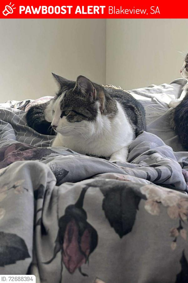 Lost Female Cat last seen Tower way Blakeview , Blakeview, SA 5114