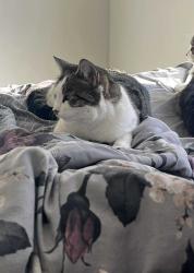 Lost Female Cat last seen Tower way Blakeview , Blakeview, SA 5114