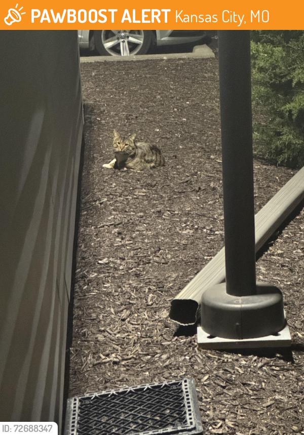 Found/Stray Unknown Cat last seen Cross streets are n ambassador dr and NW old Tiffany Springs rd, Kansas City, MO 64154
